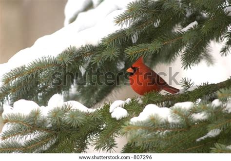 662 Cardinal On Snowy Branch Images Stock Photos And Vectors Shutterstock