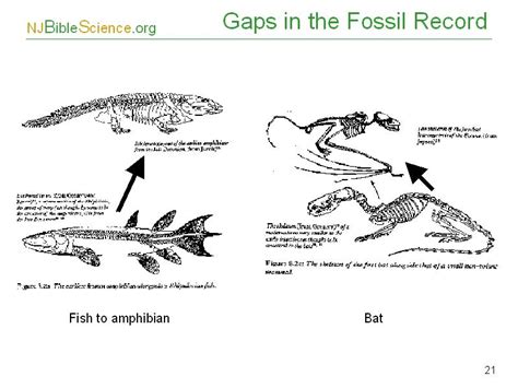 Gaps In The Fossil Record