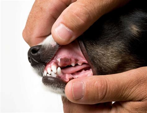 Healthy Dog Gums And Teeth 7 Food For Healthy Gums And Teeth