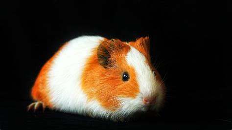 How Much Is A Guinea Pig At Petsmart Heres The Petsmart Updated