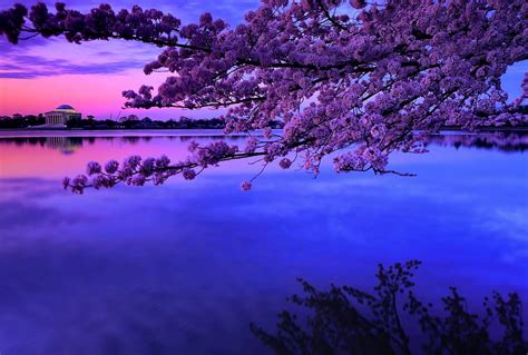 Cherry Blossoms Morning Pretty Bonito Sunset Blossom Nice River