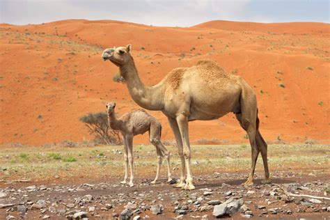 Dromedary Definition Characteristics And Facts Britannica
