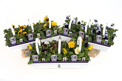 Annual Packs Wholesale Bedding Plants Hybels Inc