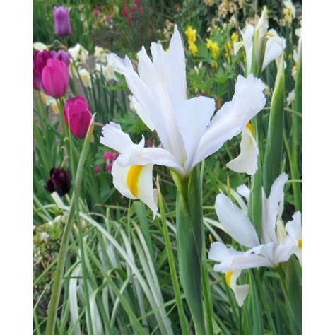 Bulbe d Iris de Hollande White Magic Peter Nyssen Bulbes à Fleurs