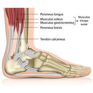 It is named after the ancient greek. NHS Ayrshire & Arran - Achilles Tendinopathy (MSK)