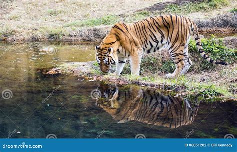 Adult Male Bengal Tiger Panthera Tigris Tigris Stock Photo Image Of