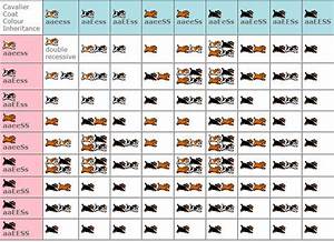 Cavalier King Charles Spaniel Color Chart Warehouse Of Ideas