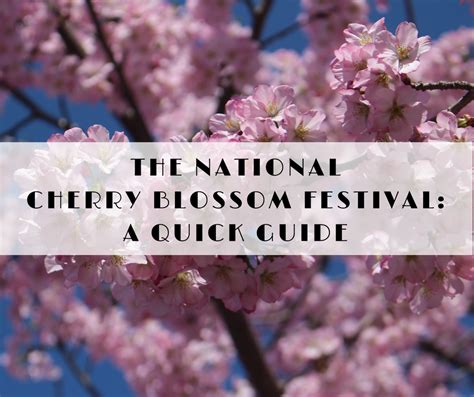 Xxindo september 8, 2020 leave a comment. The National Cherry Blossom Festival 2018: A Quick Guide | A Traveling Broad