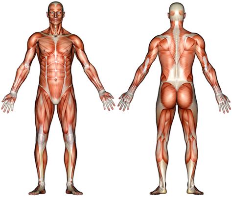 The dynamic stability of the vault is achieved by the intrinsic. Muscle System Diagram Not Labeled : Biological Science ...