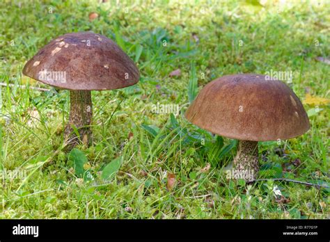 Brown Birch Bolete Leccinum Scabrum Two Mushrooms In Grass And Moss