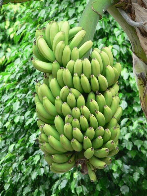 Filegreen Bananas Tree