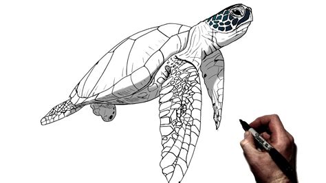 How To Draw A Sea Turtle Step By Step Youtube