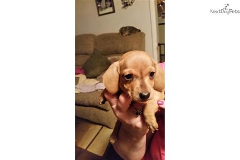 Learn more about hope dachshunds in oregon. Dachshund puppies eugene oregon. Gardenia's