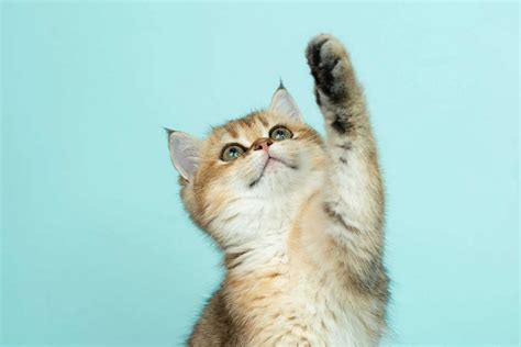 Support Caring Hands Humane Society: Adopt a Dog or Cat Today!