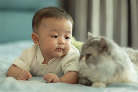 Helping Baby Play Nice With Pets Ovia Health