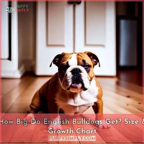 How Big Do English Bulldogs Get Size And Growth Chart