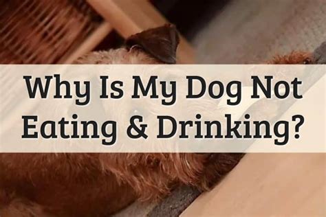 5 Reasons Why Your Dog Wont Eat Or Drink 2022 Update