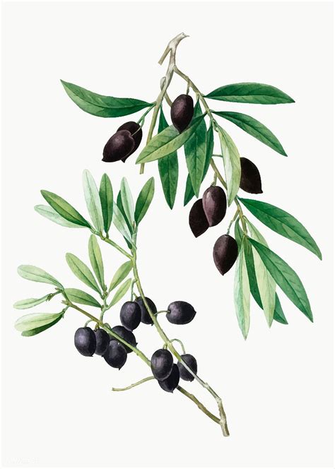 Vintage Olive Tree Branch Vector Free Image By