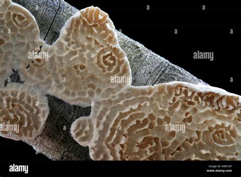 A Fungus Irpex Lacteus Growing On A Stick Stock Photo Alamy