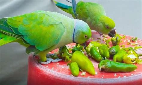 Why Do Parrots Eat Green Chilies Explained