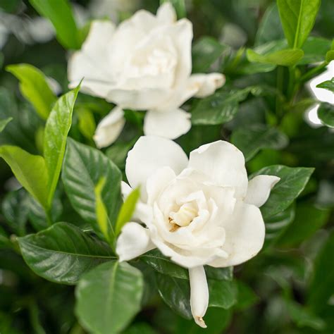 August Beauty Gardenia For Sale The Tree Center