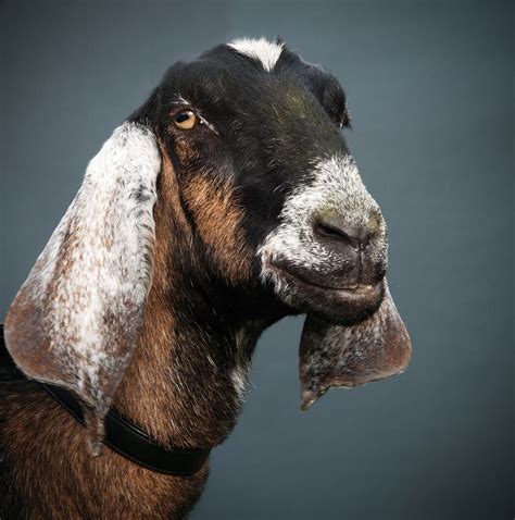 Which Goat Is Right For You Anglo Nubian Goats Nubian Goat Goats