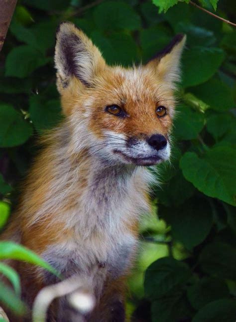 Female Red Fox Foxes Pinterest
