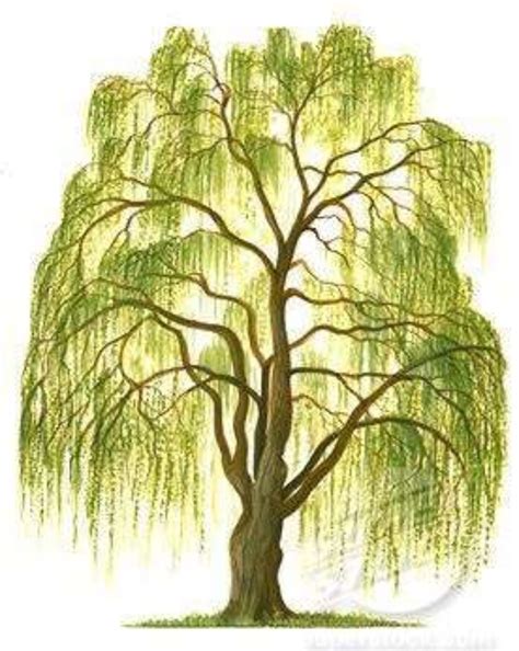 How To Draw A Willow Tree How To Draw Worksheets For The Young Artist