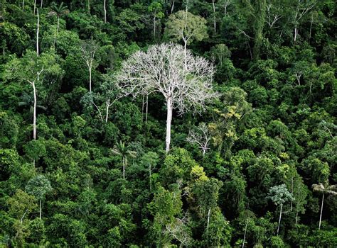 Amazon Rainforest More Than Half Of Tree Species In
