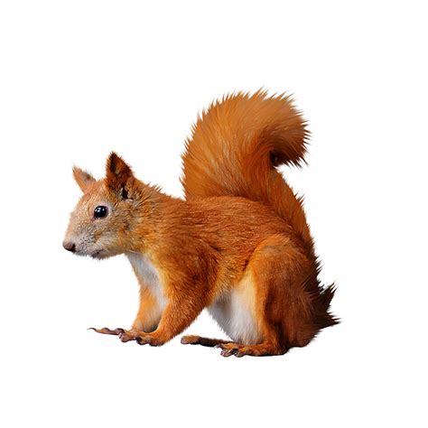 Squirrel Png Transparent Image Download Size 1000x1000px