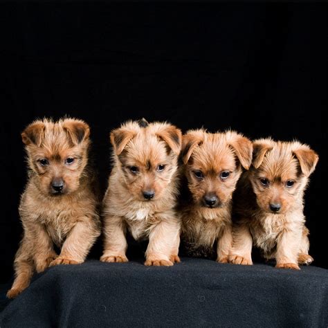 Australian Terrier Pups Four Australian Terrier Pups Broug Flickr