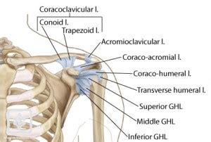 Muscles move the bones by pulling on the tendons. Diagram Of Shoulder Joint With Muscles Ligaments And Tendons - Blogger Lagi