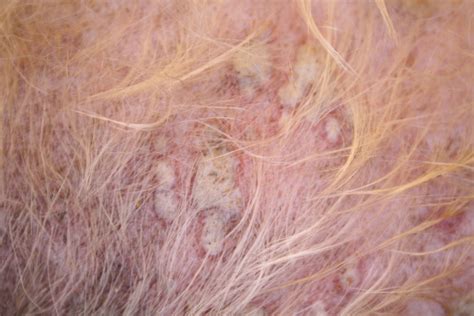 Disease Spotlight Staph Infection Animal Dermatology Referral Clinic