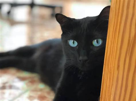 Is This Genuine Can Black Cats Have Blue Eyes My Mini Panther