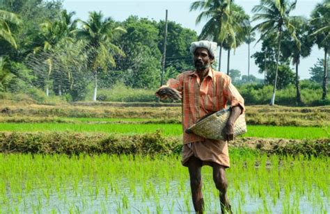 Talkingeconomics Rising Price Of Rice In Sri Lanka The Roots And