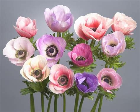 Anemone Galilee Pastel Mix Bulbs Buy Online At Farmer Gracy Uk In 2020 Anemone Anemone
