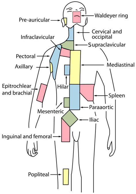 Cervical Lymph Nodes Wikipedia