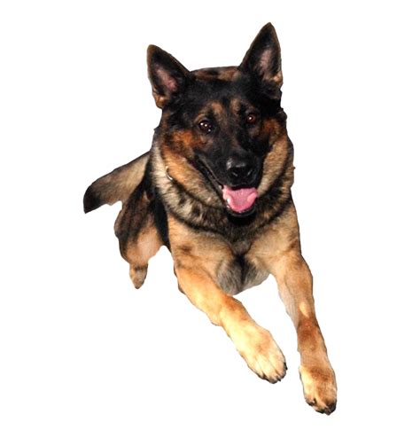 German Shepherd Png Transparent Images Png All