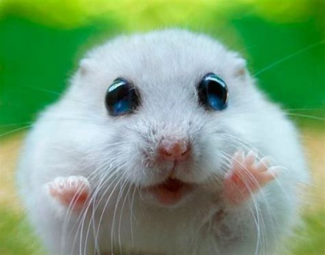 Pretty Please Hamster Cute Hamsters Cute Animals Funny Animals