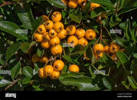 Orange Berries Garden Plant High Resolution Stock Photography And