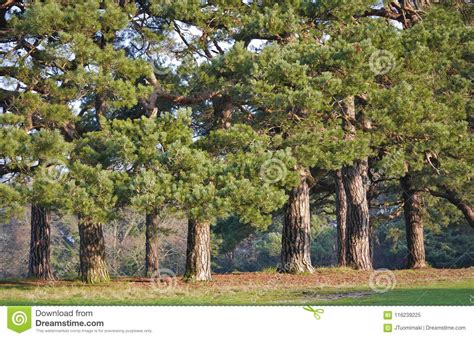 Old Pine Trees In A Row Stock Image Image Of Landscape 116239225