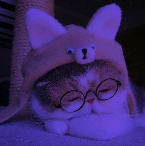 101 hình ảnh avatar mèo cute ngầu mèo chibi mèo đôi dễ thương nhất