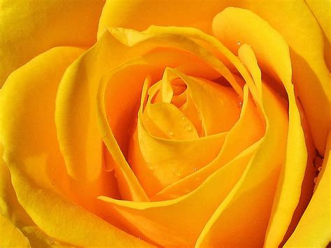 Hd Wallpapers Yellow Roses Pictures