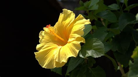 Yellow Hibiscus Flower With Leaves In Black Background Hd Flowers