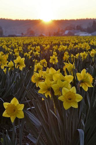 Daffodil Sunset Beautiful Flowers Pictures Daffodils Narcissus Flower