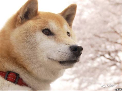 Cctv On Twitter Rip Doge Shiba Inu Who Inspired