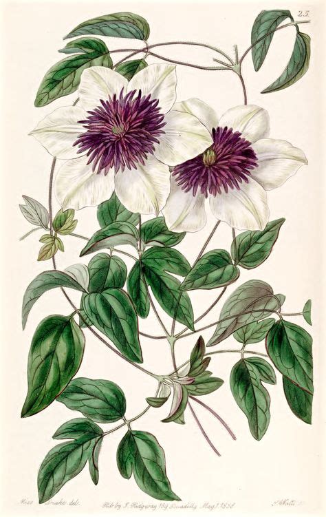 140 Vine Illustrations Ideas Flowering Vines Botanical Prints