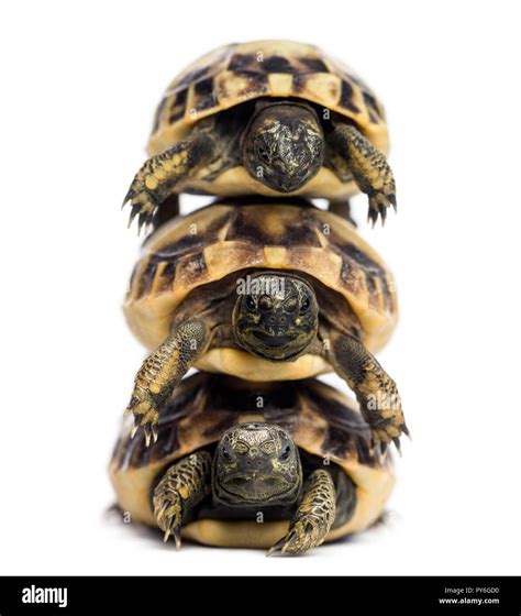 Front View Of Three Baby Hermanns Tortoise Piled Up Testudo Hermanni