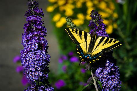 All About Butterfly Bush The Good Earth Garden Center