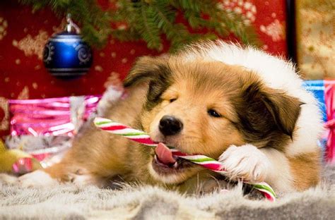 Christmas Dogs Wallpapers - Wallpaper Cave